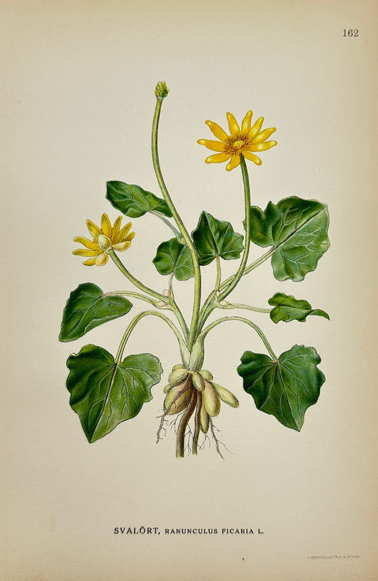 Antique Print - Carl Lindman - Lesser Celandine - Ranunculus Ficaria - F4