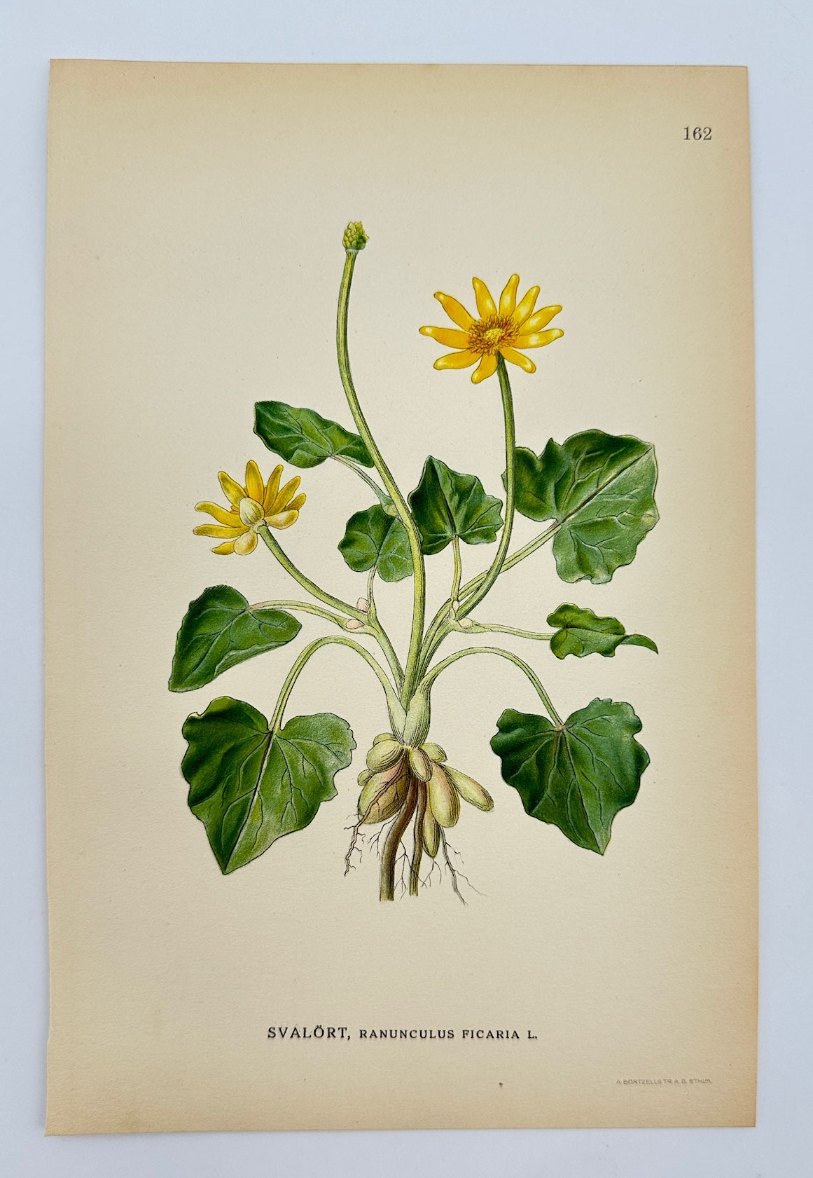 Antique Print - Carl Lindman - Lesser Celandine - Ranunculus Ficaria - F4