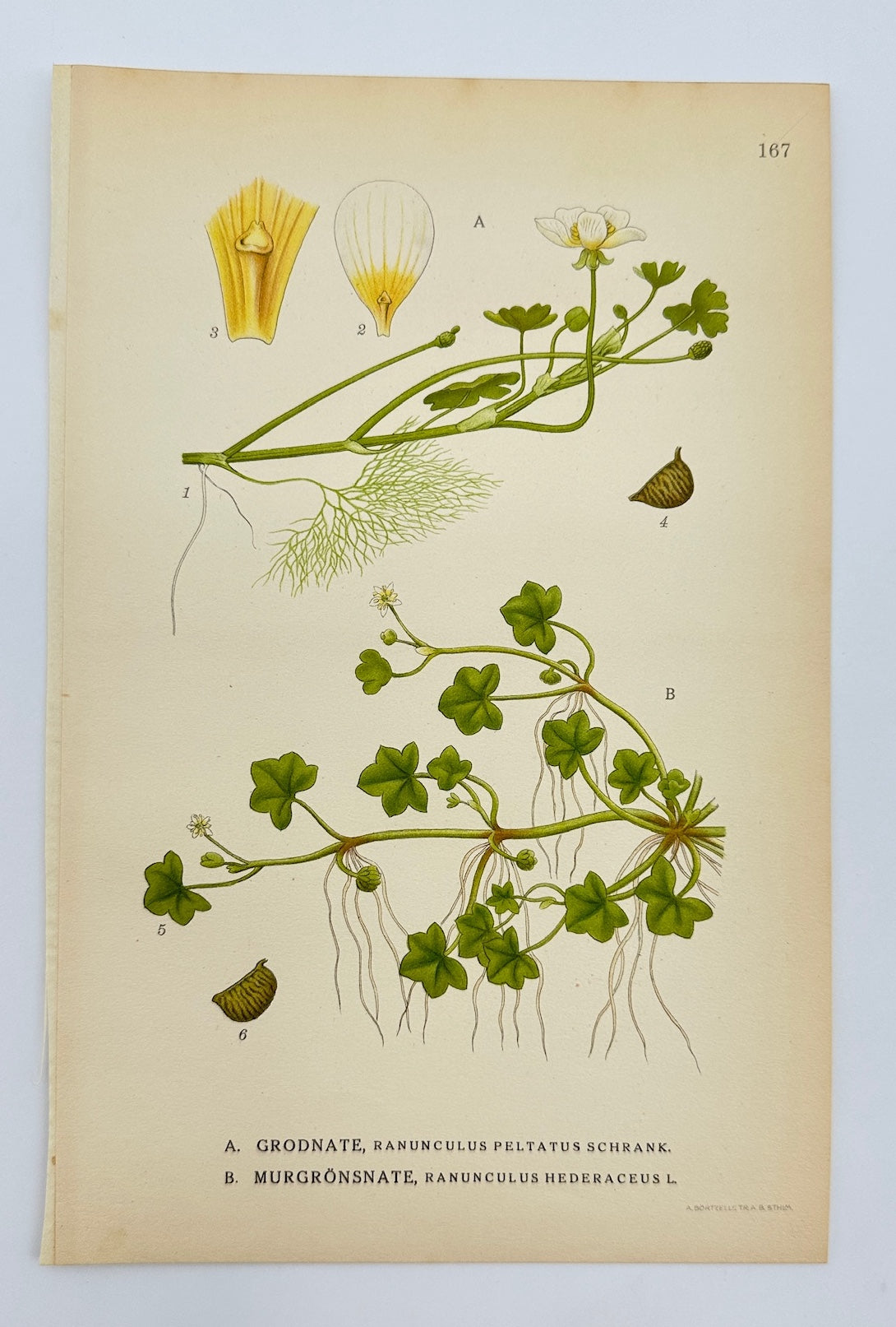 Antique Print - Carl Lindman - Pond Water Crowfoot and Ivy-leaved Crowfoot - F4