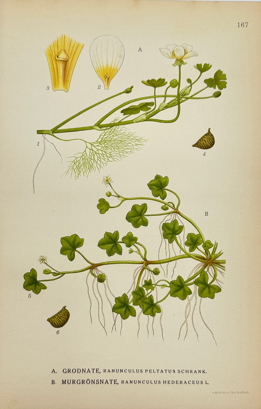 Antique Print - Carl Lindman - Pond Water Crowfoot and Ivy-leaved Crowfoot - F4