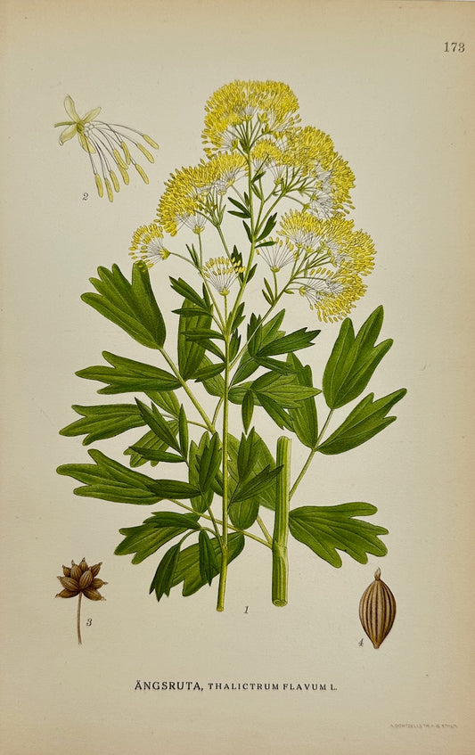 Antique Print - Carl Lindman - Common Meadow-rue - Thalictrum Flavum - F4