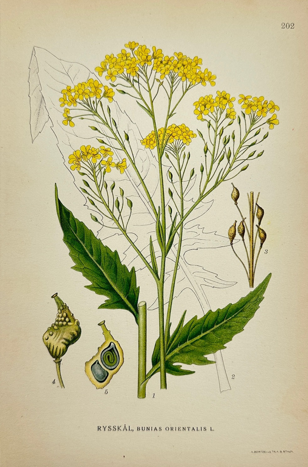 Antique Print - Carl Lindman - Turkish Wartycabbage - Bunias Orientalis - F4