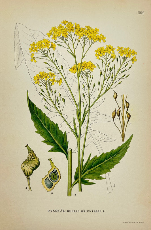 Antique Print - Carl Lindman - Turkish Wartycabbage - Bunias Orientalis - F4