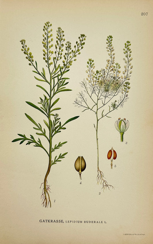 Antique Print - Carl Lindman - Narrow-leaved Pepperwort - Lepidium Ruderale - F4