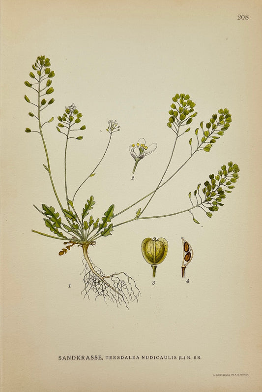 Antique Print - Carl Lindman - Shepherd's Cress - Teesdalia Nudicaulis - F4