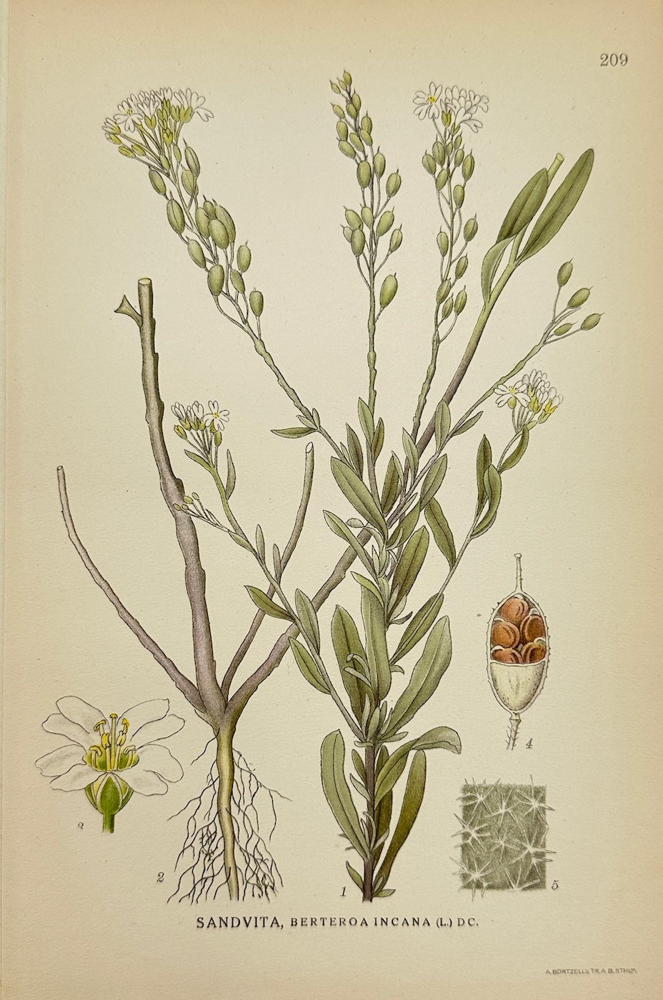 Antique Botanical Print - Carl Lindman - Hoary Alyssum - Berteroa Incana - F4