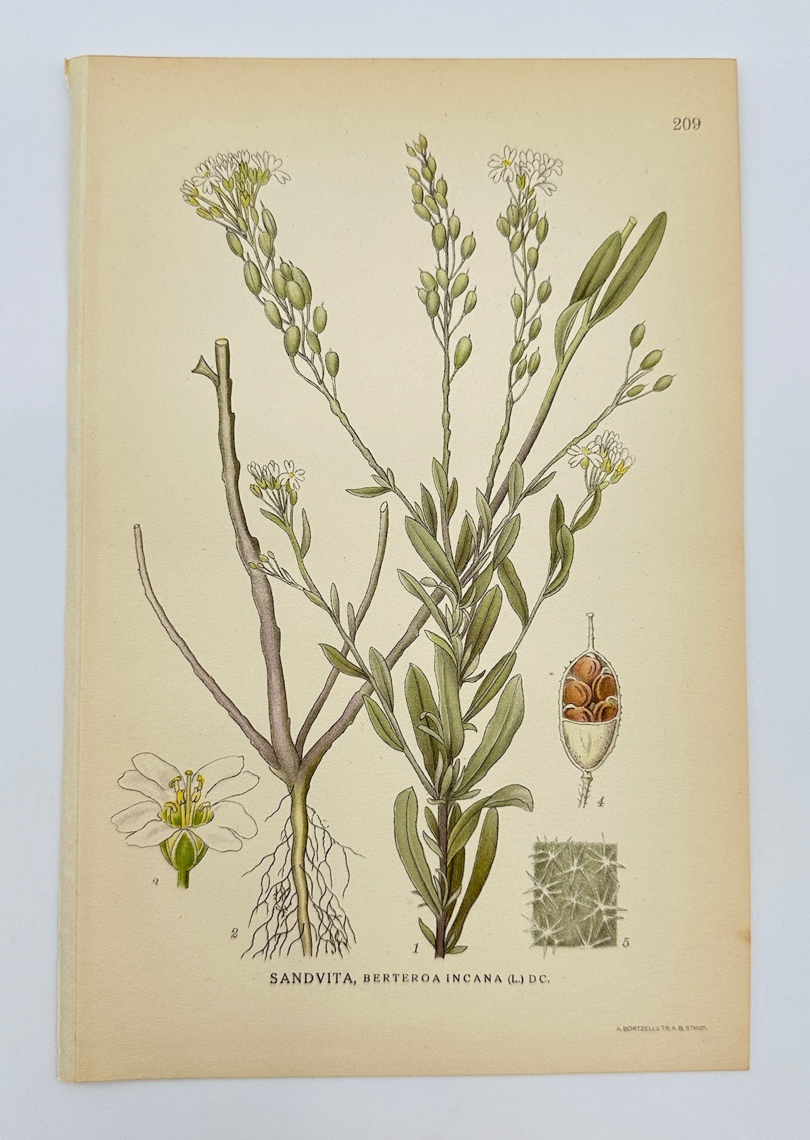 Antique Botanical Print - Carl Lindman - Hoary Alyssum - Berteroa Incana - F4