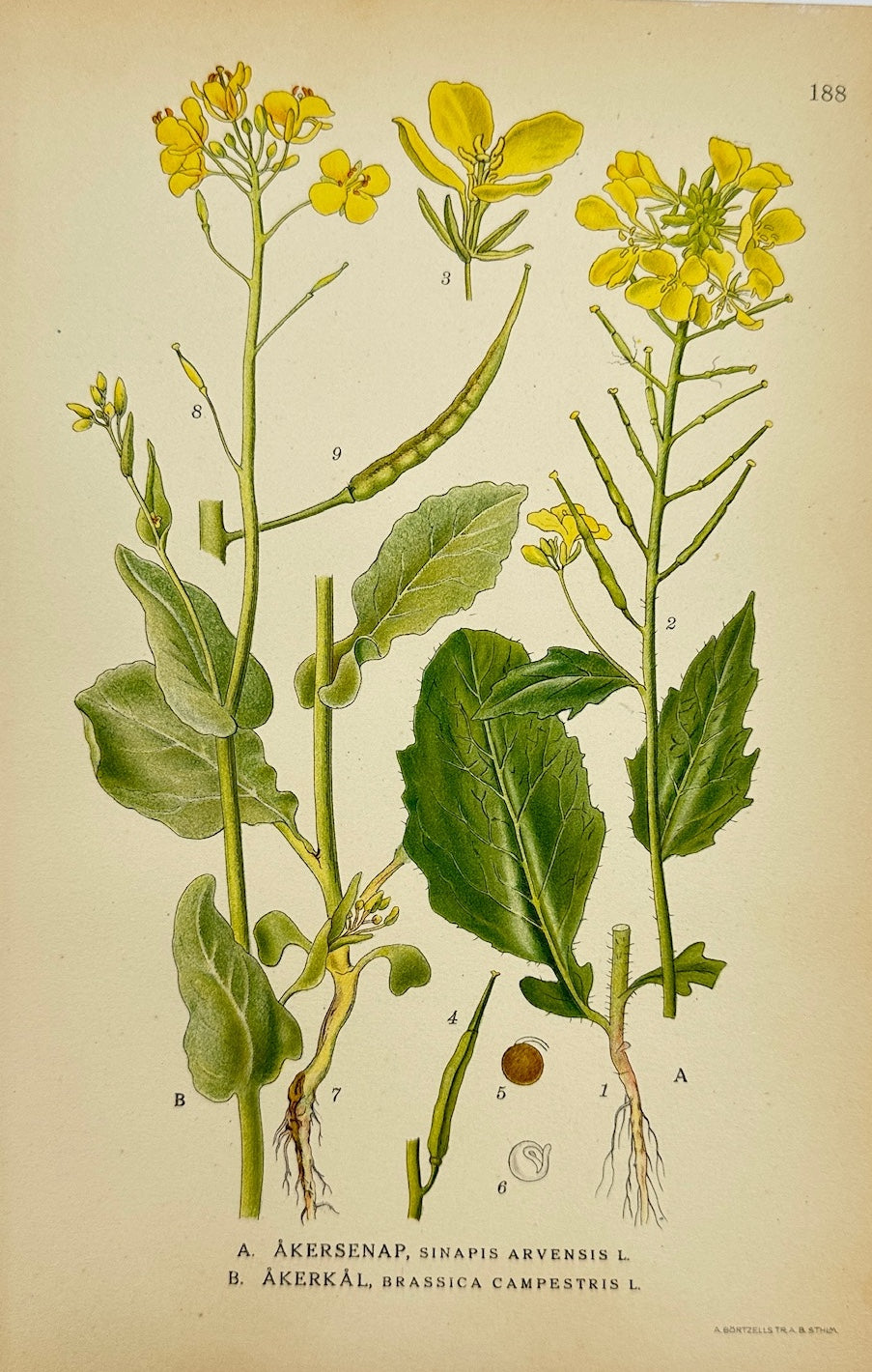 Antique Botanical Print - Carl Lindman - Wild Mustard and Field Mustard - F4