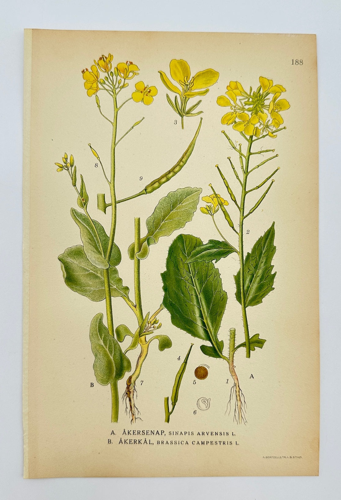 Antique Botanical Print - Carl Lindman - Wild Mustard and Field Mustard - F4