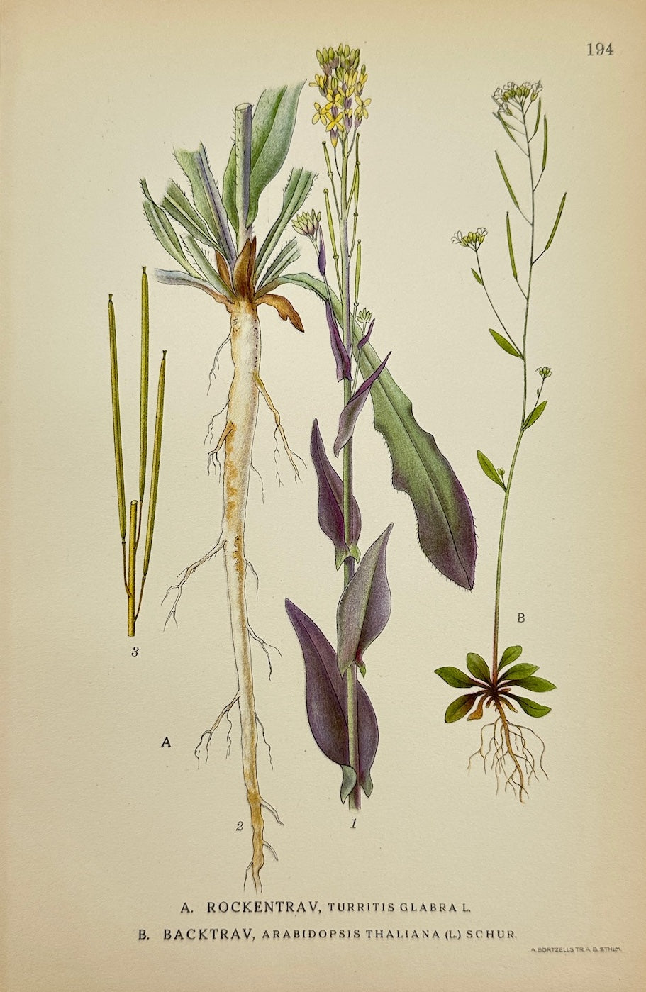 Antique Botanical Print - Carl Lindman - Tower Mustard and Thale Cress - F4