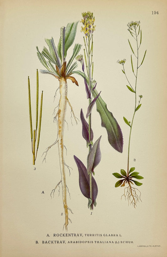Antique Botanical Print - Carl Lindman - Tower Mustard and Thale Cress - F4