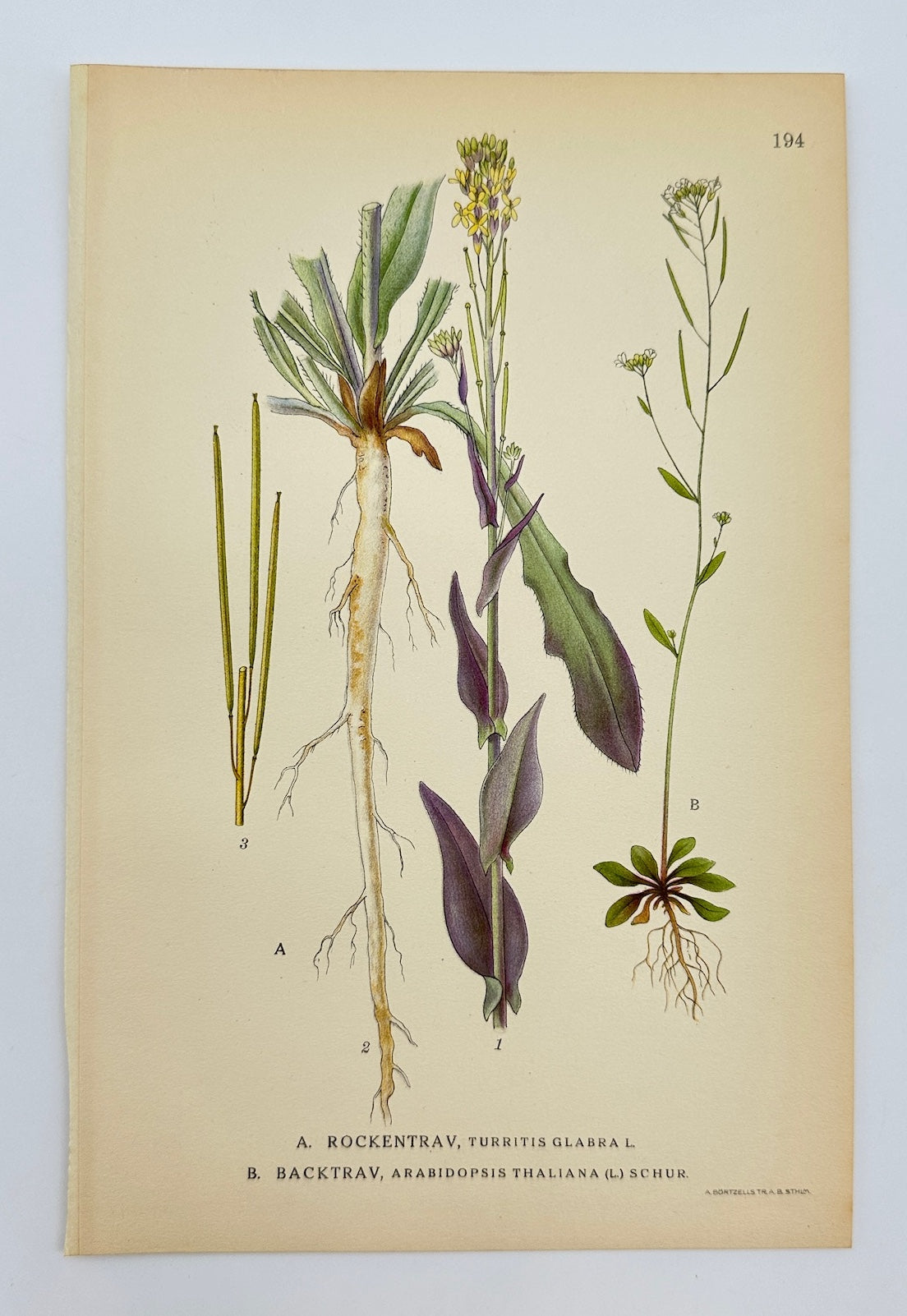 Antique Botanical Print - Carl Lindman - Tower Mustard and Thale Cress - F4