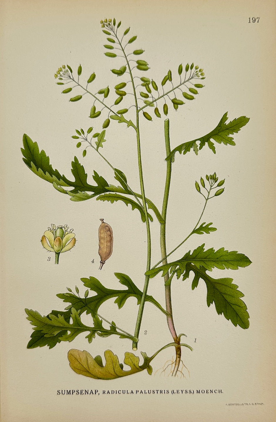 Antique Print - Carl Lindman - Marsh Yellow-cress - Rorippa Palustris - F4