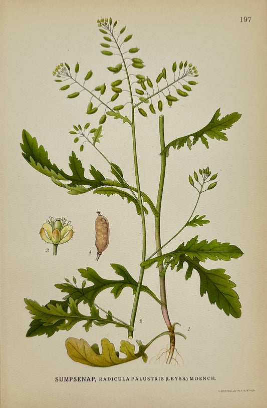 Antique Print - Carl Lindman - Marsh Yellow-cress - Rorippa Palustris - F4