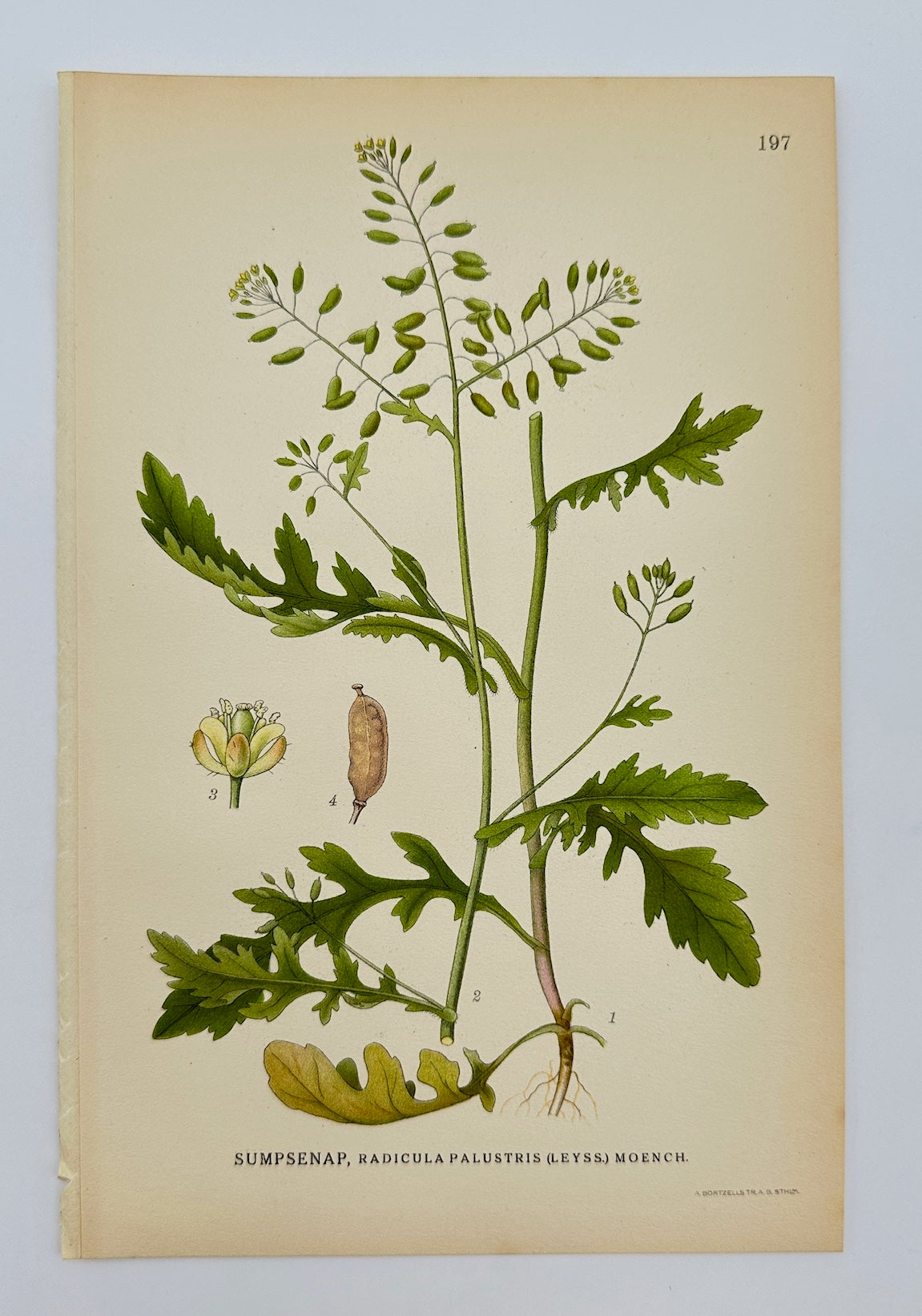 Antique Print - Carl Lindman - Marsh Yellow-cress - Rorippa Palustris - F4