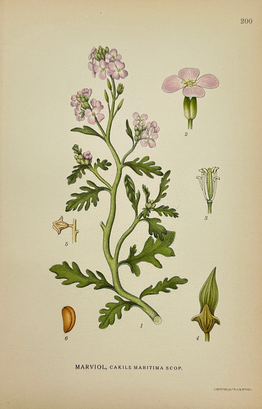 Antique Botanical Print - Carl Lindman - Sea Rocket - Cakile Maritima - F4
