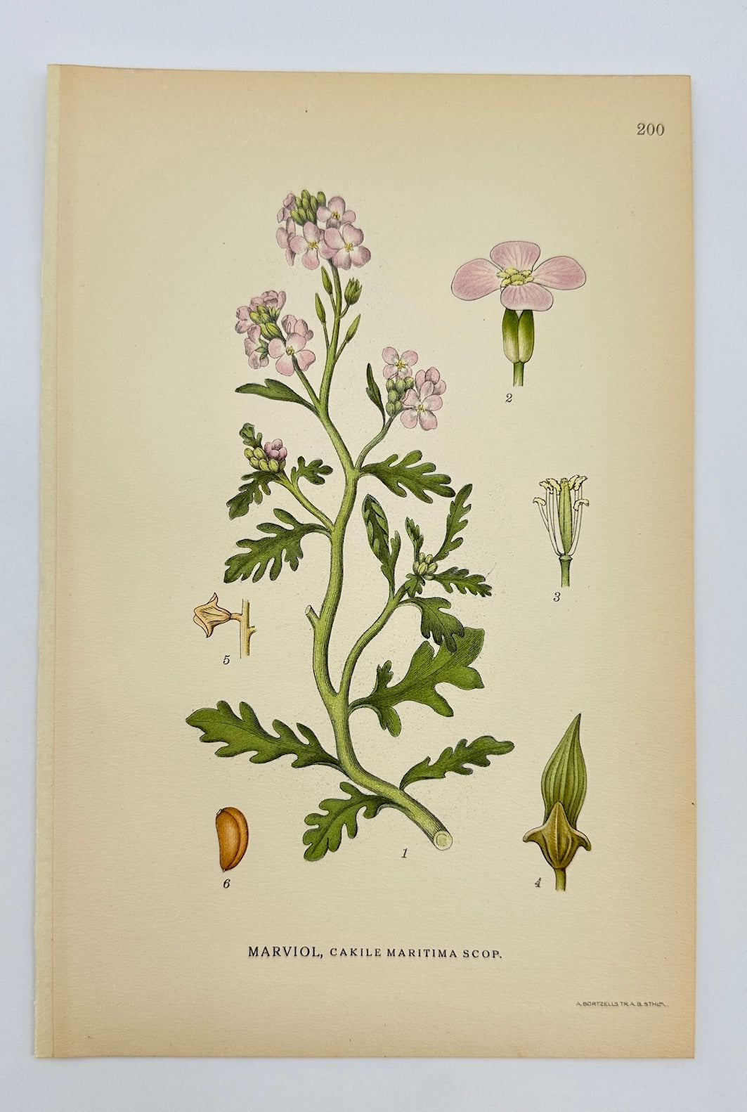 Antique Botanical Print - Carl Lindman - Sea Rocket - Cakile Maritima - F4