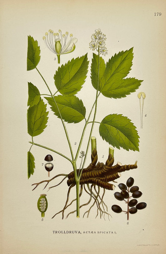 Antique Botanical Print - Carl Lindman - Baneberry - Actaea Spicata - F4