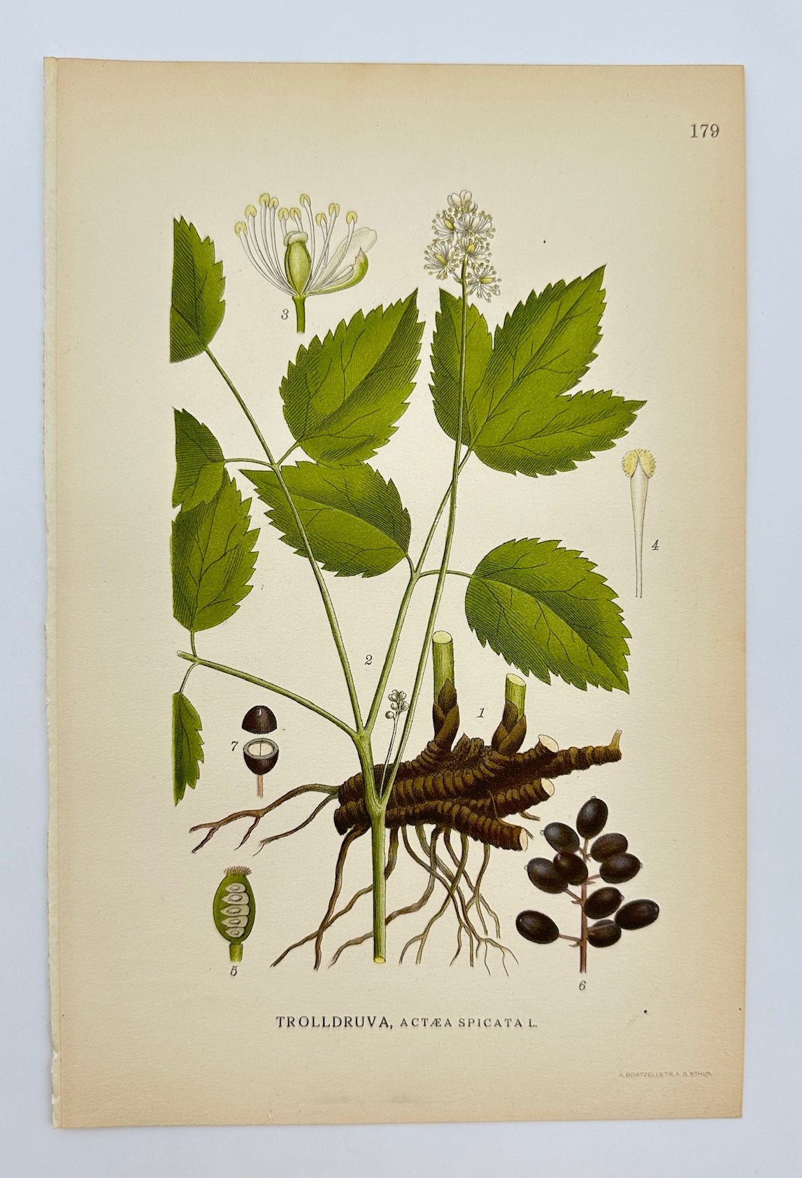 Antique Botanical Print - Carl Lindman - Baneberry - Actaea Spicata - F4