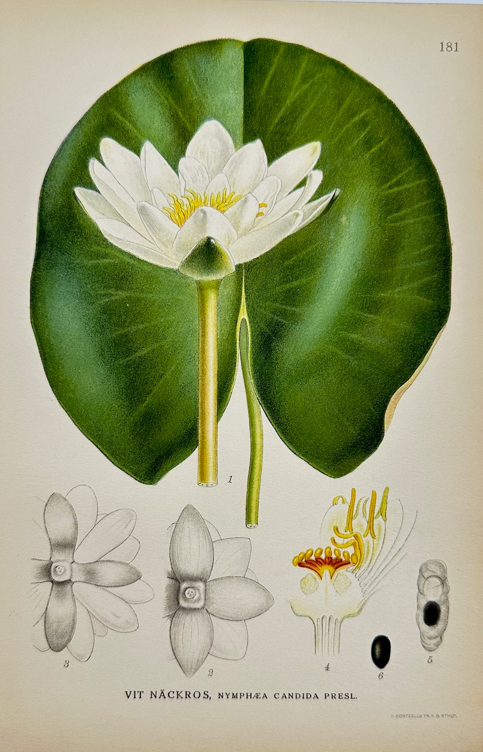 Antique Print - Carl Lindman - White Water Lily - Nymphaea Candida - F4
