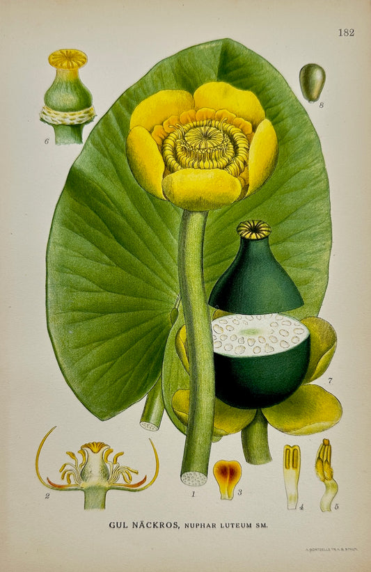 Antique Botanical Print - Carl Lindman - Yellow Water Lily - Nuphar Luteum - F4