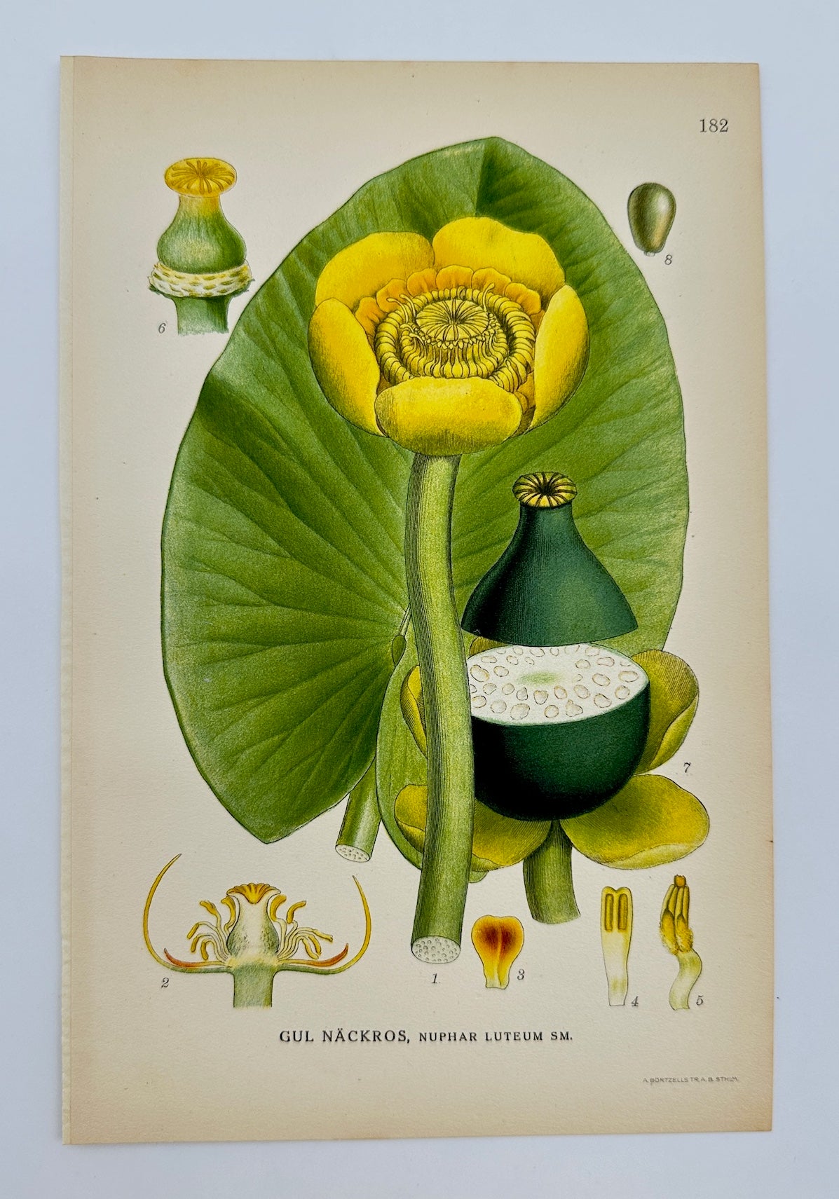Antique Botanical Print - Carl Lindman - Yellow Water Lily - Nuphar Luteum - F4