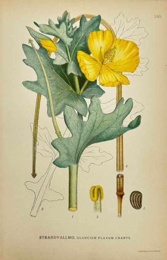 Antique Print - Carl Lindman - Yellow Horned Poppy - Glaucium Flavum Crantz - F4