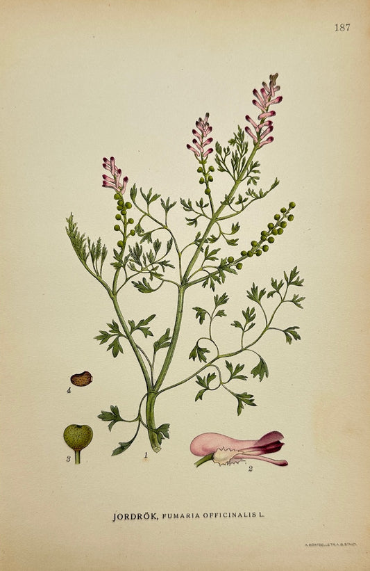 Antique Print - Carl Lindman - Common Fumitory - Fumaria Officinalis - F4