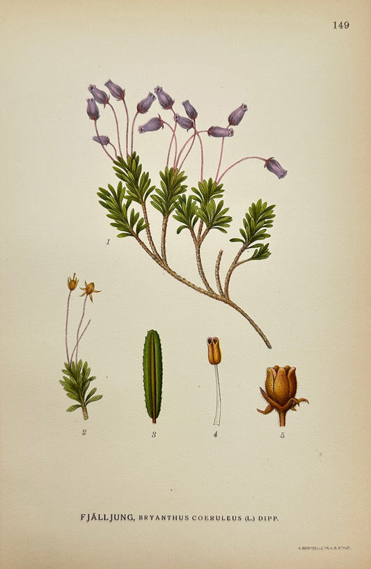 Antique Print - Carl Lindman - Blue Mountainheath - Bryanthus Caeruleus - F4