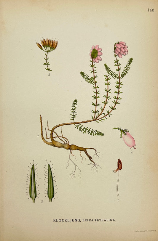 Antique Print - Carl Lindman - Cross-leaved Heath - Erica Tetralix - F4
