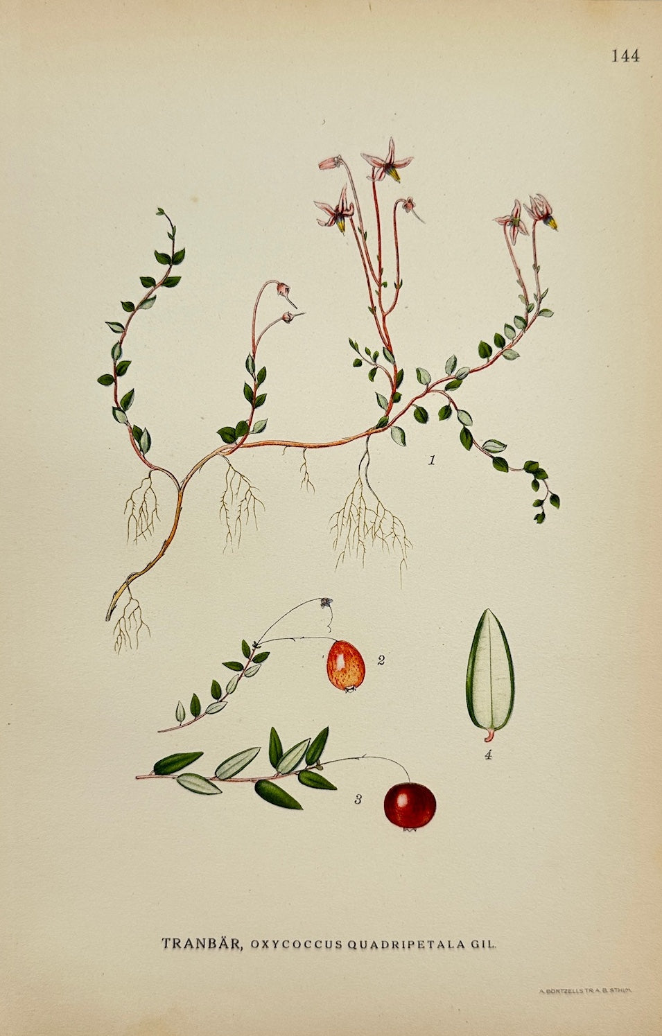 Antique Print - Carl Lindman - Small Cranberry - Oxycoccus Quadripetalus - F4