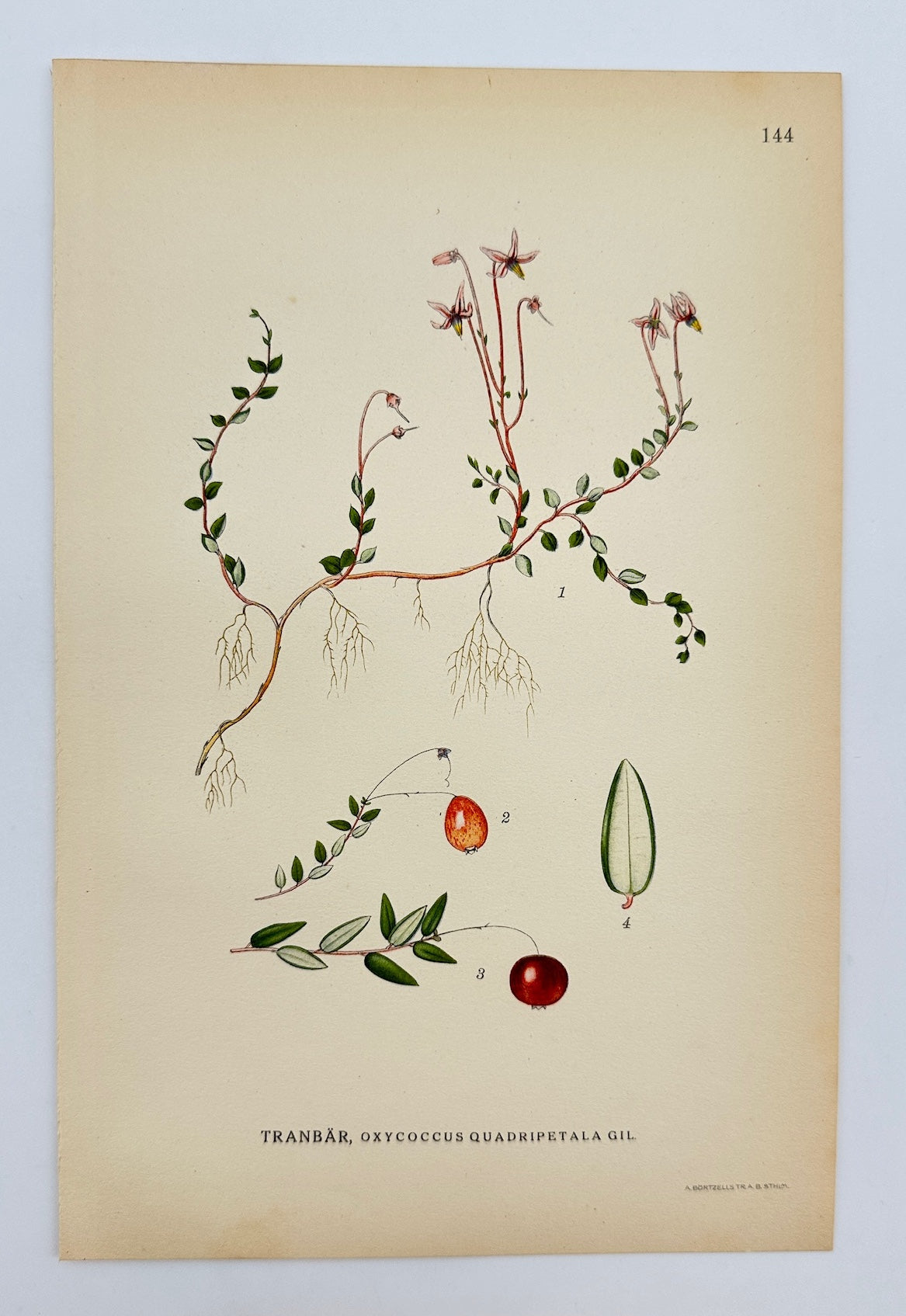 Antique Print - Carl Lindman - Small Cranberry - Oxycoccus Quadripetalus - F4