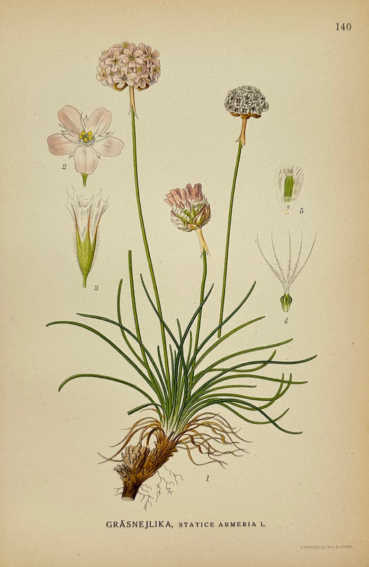 Antique Botanical Print - Carl Lindman - Thrift Sea Pink - Statice Armeria - F4