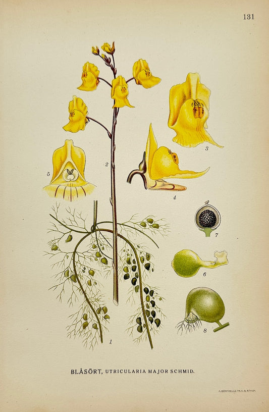 Antique Print - Lindman - Greater Bladderwort - Utricularia Major Schmid - F4