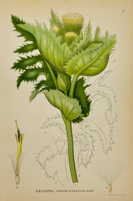Antique Print - Carl Lindman - Cabbage Thistle - Cirsium Oleraceum Scop - F4