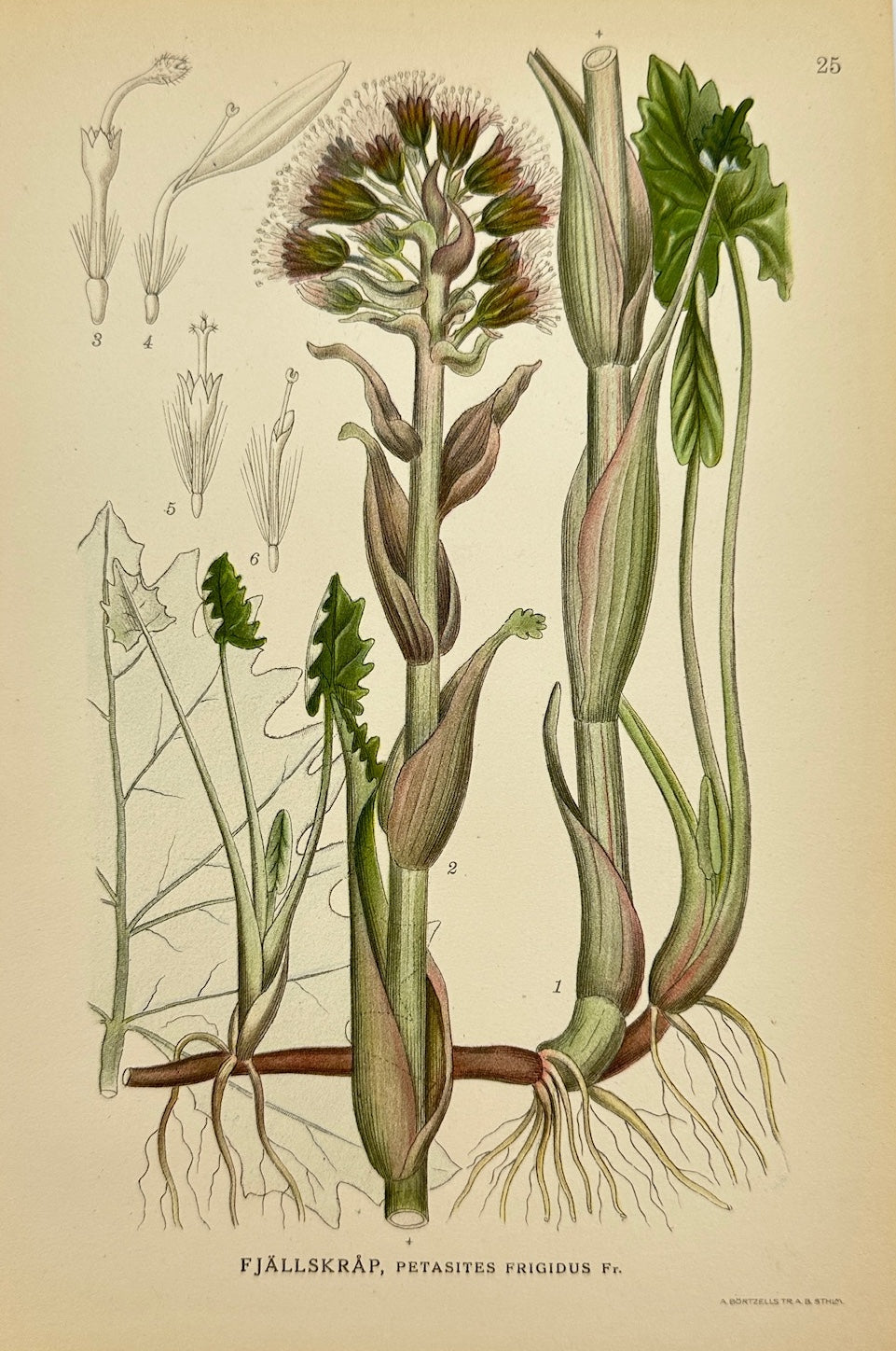 Antique Print - Carl Lindman - Petasites Frigidus - Arctic Butterbur - F4