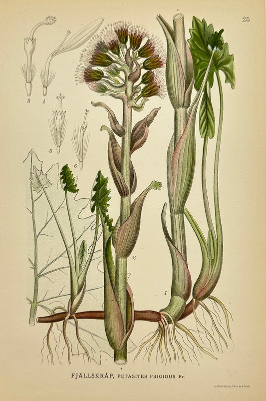 Antique Print - Carl Lindman - Petasites Frigidus - Arctic Butterbur - F4
