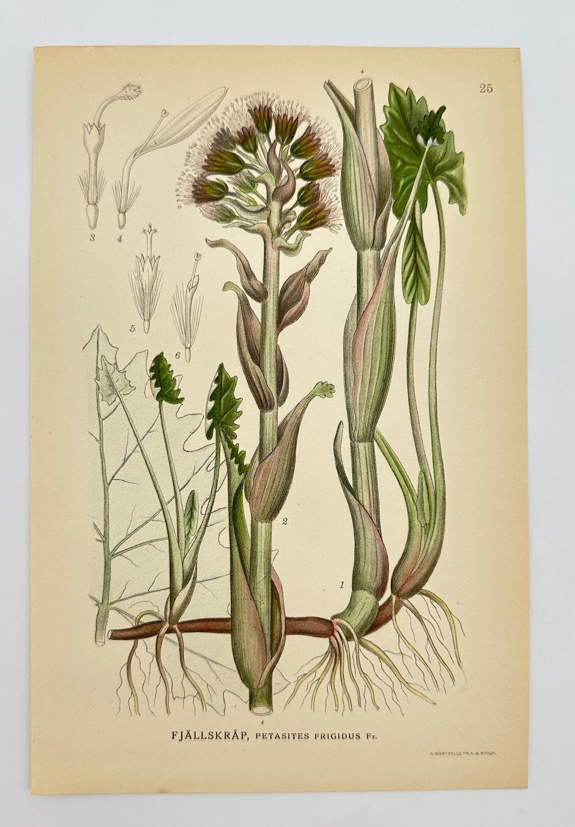 Antique Print - Carl Lindman - Petasites Frigidus - Arctic Butterbur - F4