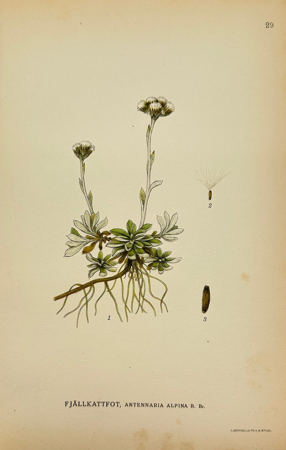 Antique Print - Carl Lindman - Alpine Everlasting - Antennaria Alpina - F4