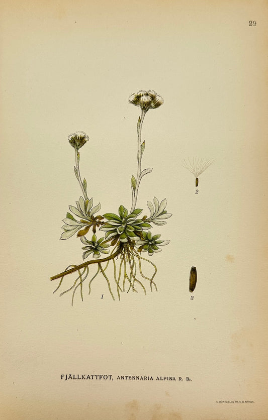 Antique Print - Carl Lindman - Alpine Everlasting - Antennaria Alpina - F4