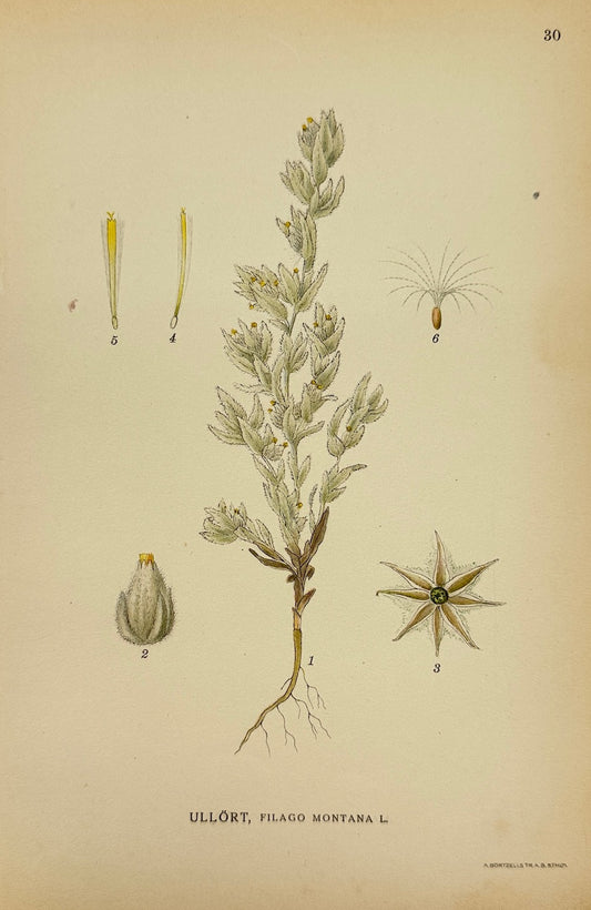 Antique Botanical Print - Carl Lindman - Mountain Cudweed - Filago Montana - F4