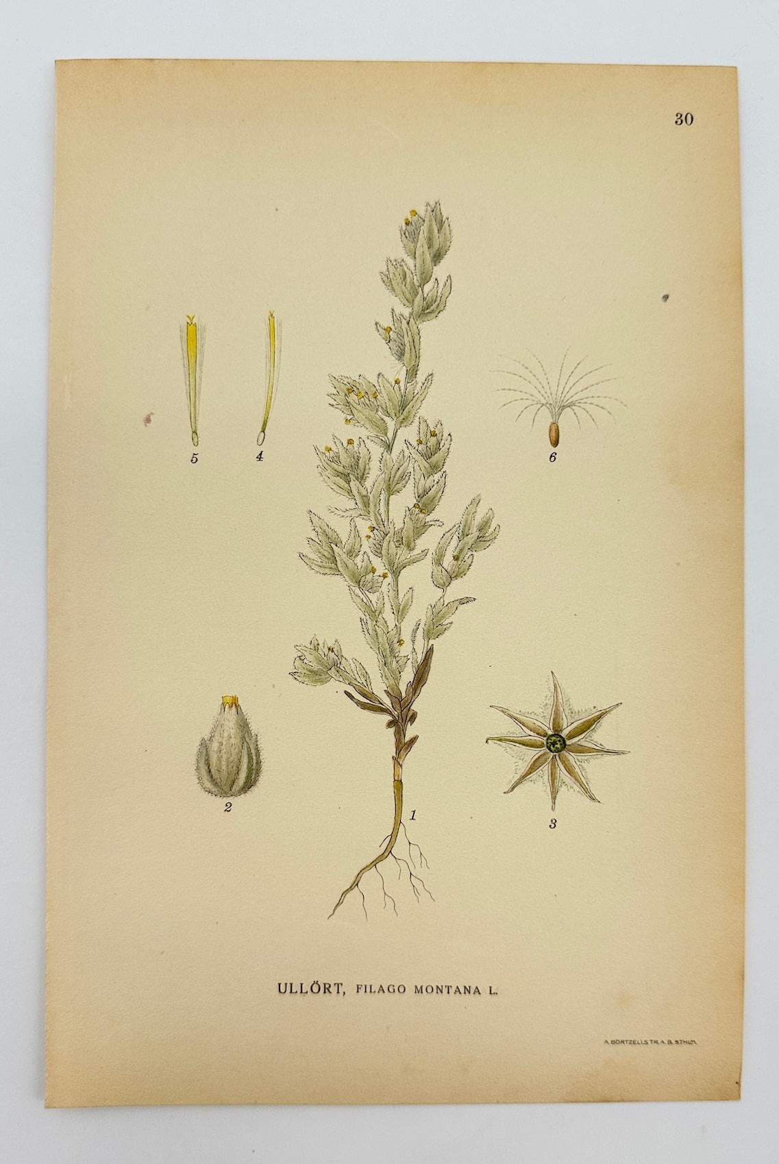 Antique Botanical Print - Carl Lindman - Mountain Cudweed - Filago Montana - F4
