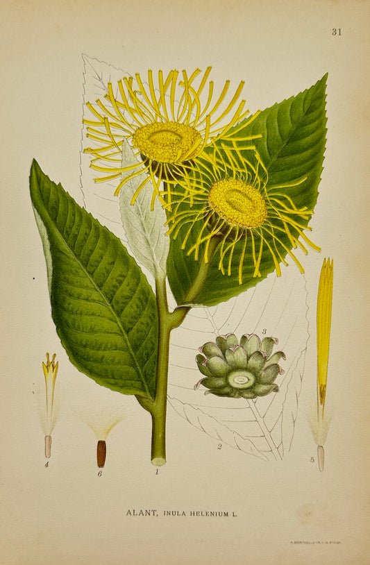 Antique Botanical Print - Carl Lindman - Elecampane - Inula Helenium - F4
