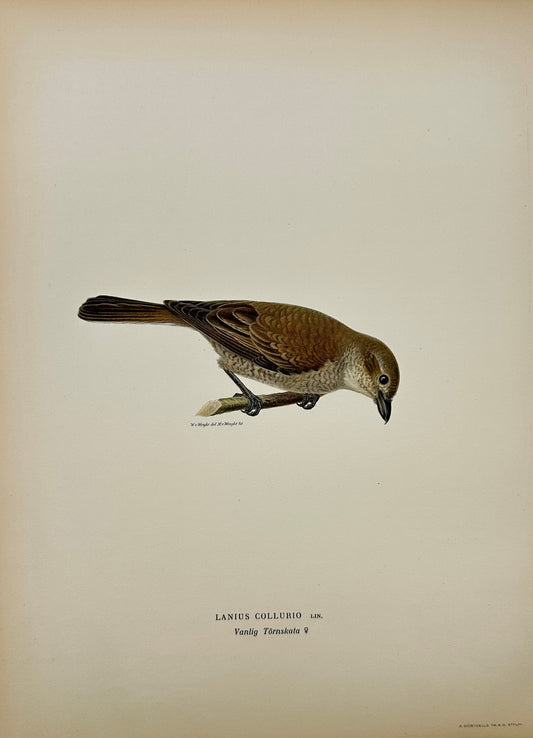 Original Antique Bird Print - Magnus von Wright - Image Lanius Collurio - F5