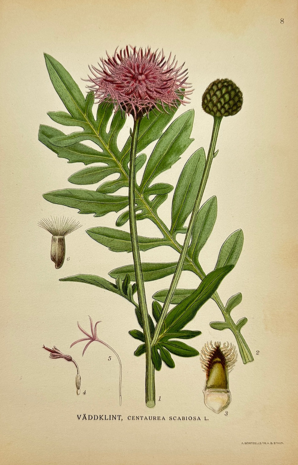 Antique Print - Carl Lindman - Greater Knapweed - Centaurea Scabiosa - F4