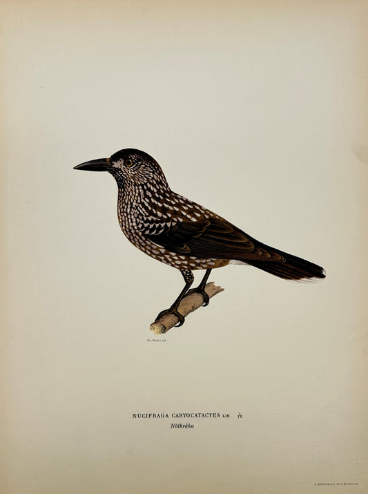 Original Antique Bird Print - Magnus von Wright - Image Eurasian Nutcracker - F5