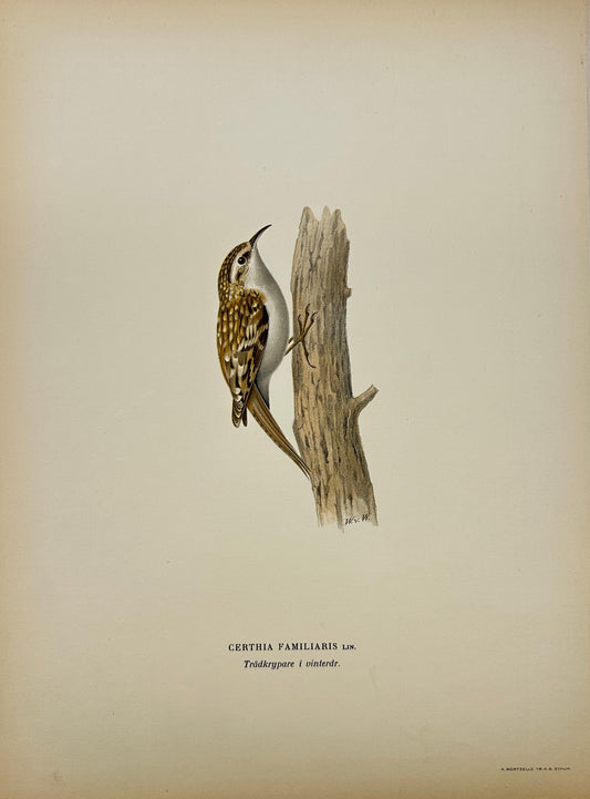 Original Antique Bird Print - Magnus von Wright - Image Common Treecreeper - F5