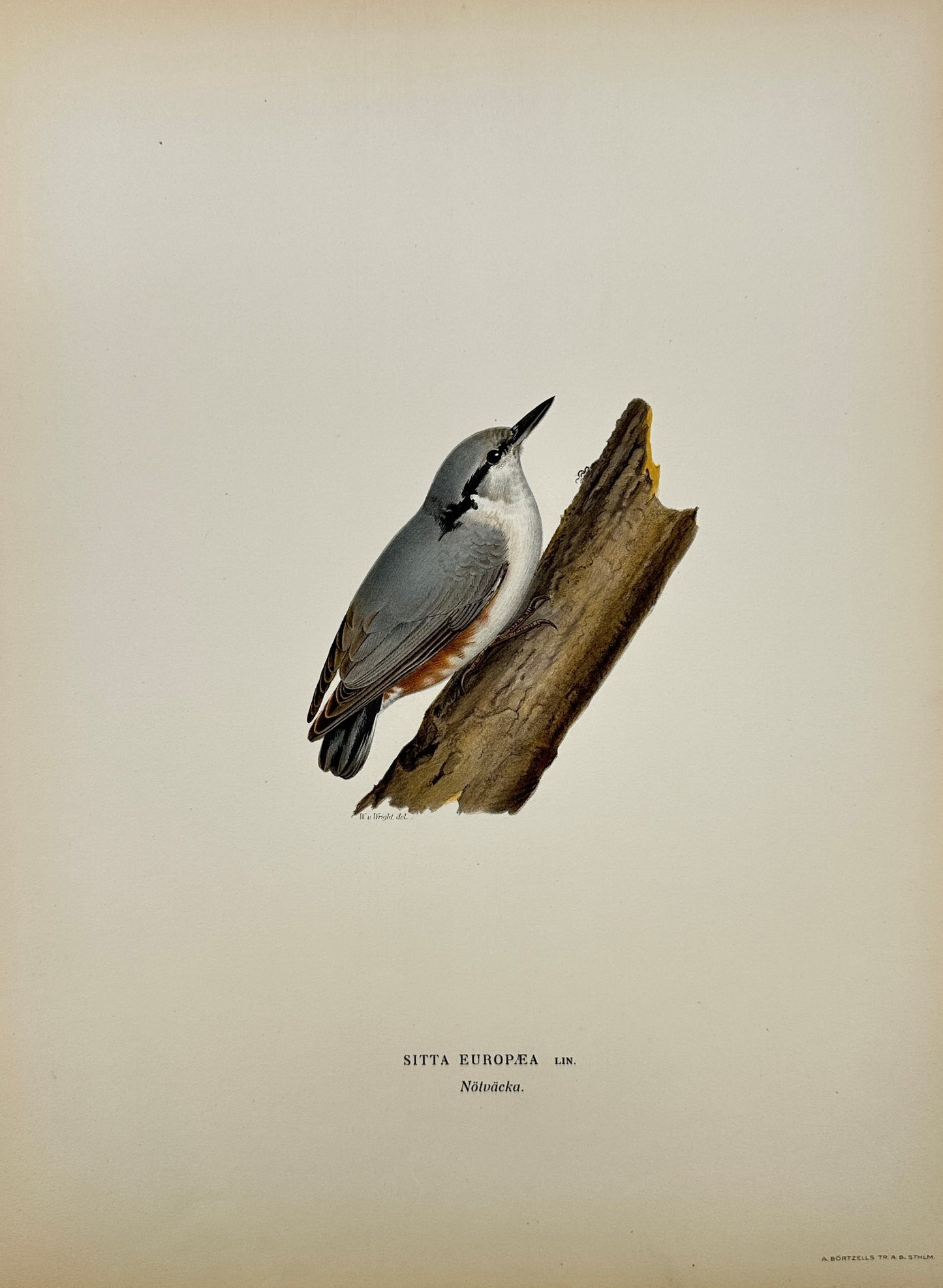 Original Antique Bird Print - Magnus von Wright - Image Kleiber - F5