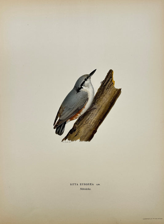 Original Antique Bird Print - Magnus von Wright - Image Kleiber - F5