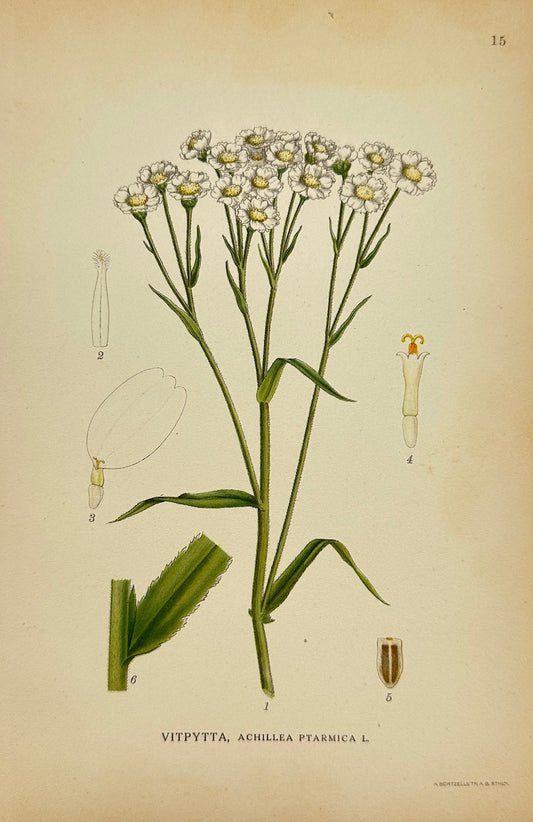 Antique Botanical Print - Carl Lindman - Sneezewort - Achillea Ptarmica - F4